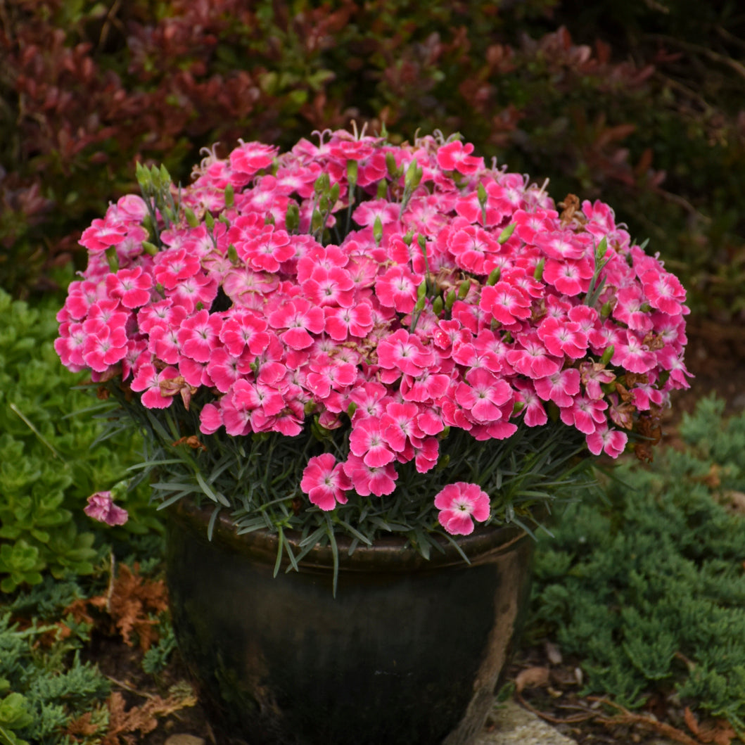Dianthus-Lip Gloss 1C
