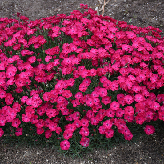 Dianthus-Paint the Town Red 1C