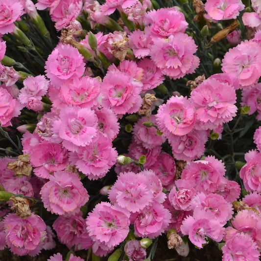 Dianthus-Sweetie Pie 1C