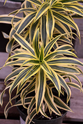 Dracaena-Song of India 10"