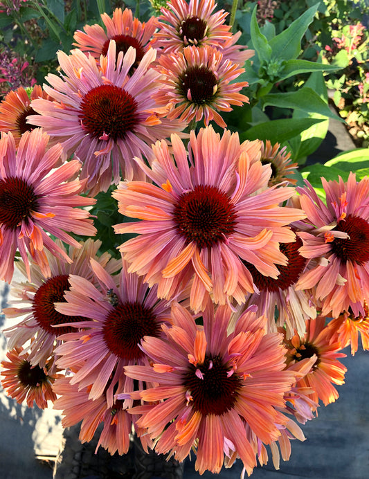 Echinacea-Fresco Apricot 1C