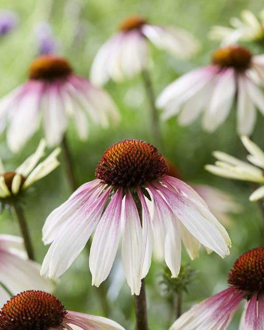Echinacea-Pretty Parasols 1C