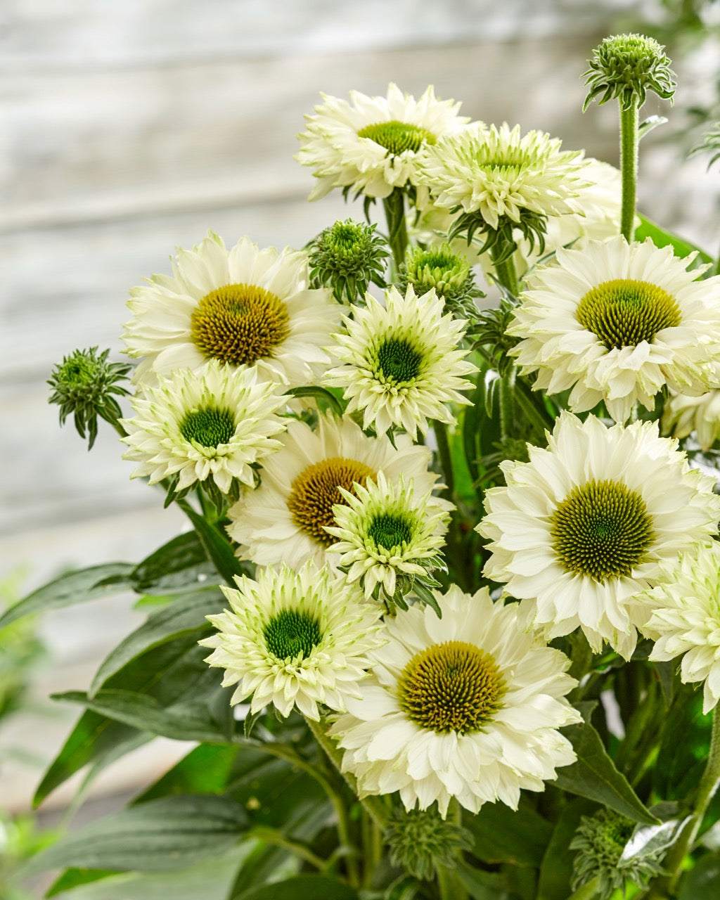 Echinacea-White Perfection 1C