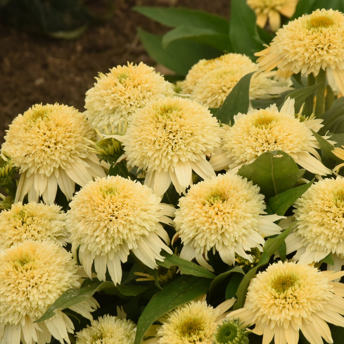 Echinacea-Butter Pecan 1C