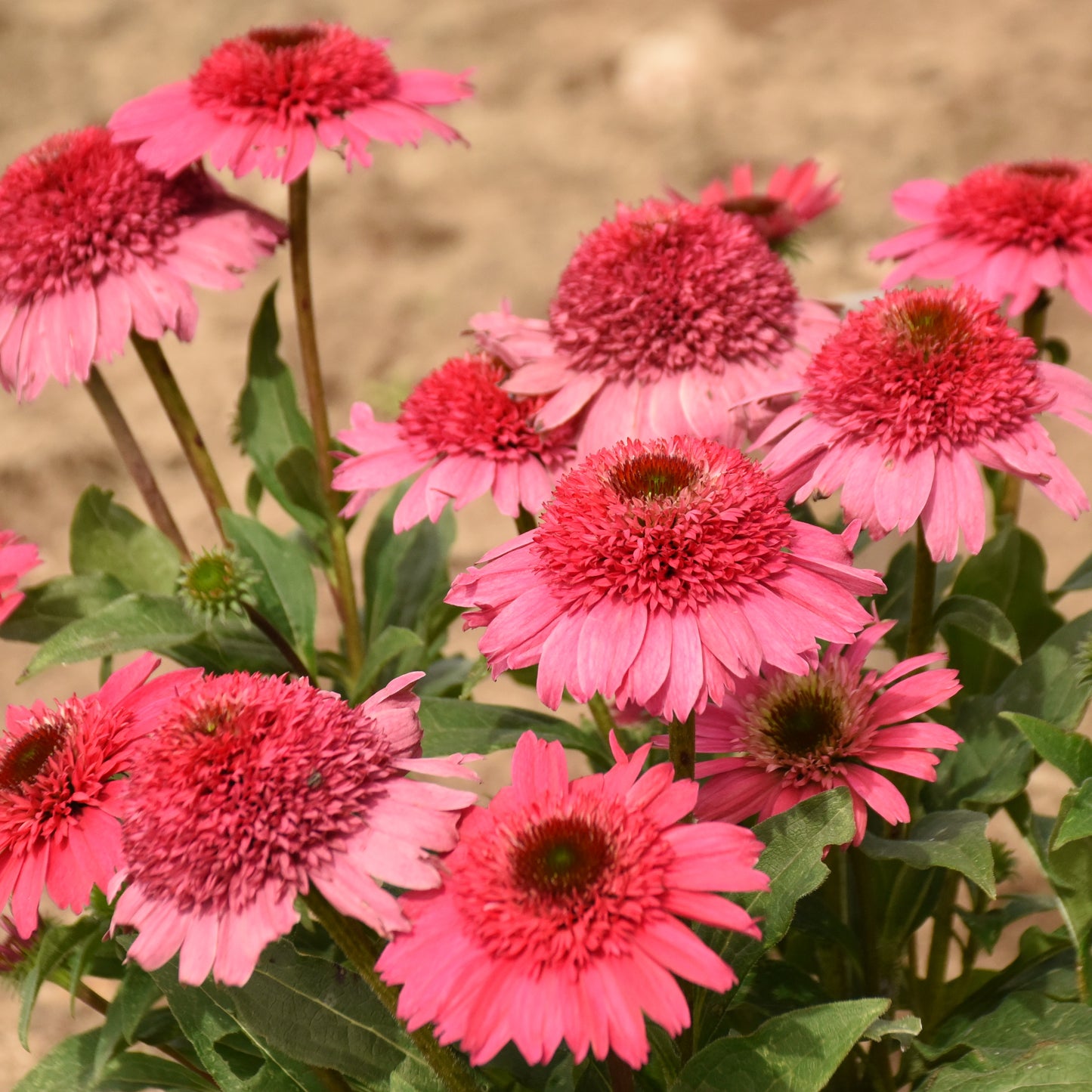 Echinacea-Coral Cranberry 1C