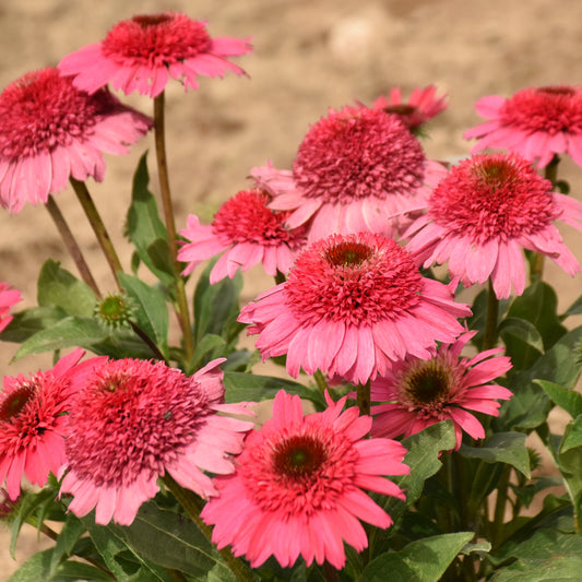 Echinacea-Coral Cranberry 1C