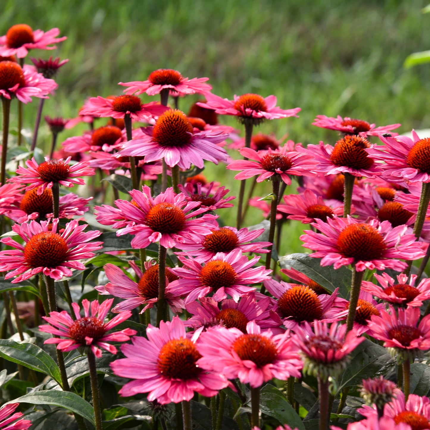 Echinacea-Coral Craze 1C