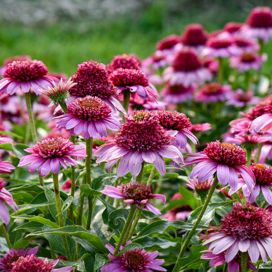 Echinacea-Everything's Rosy 1C