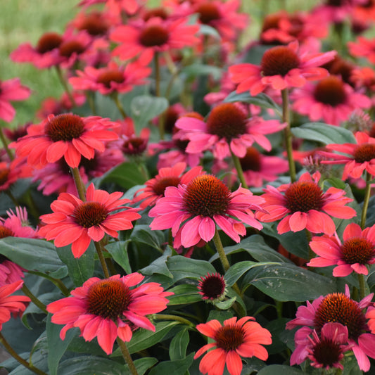 Echinacea-Knock'em Red 1C