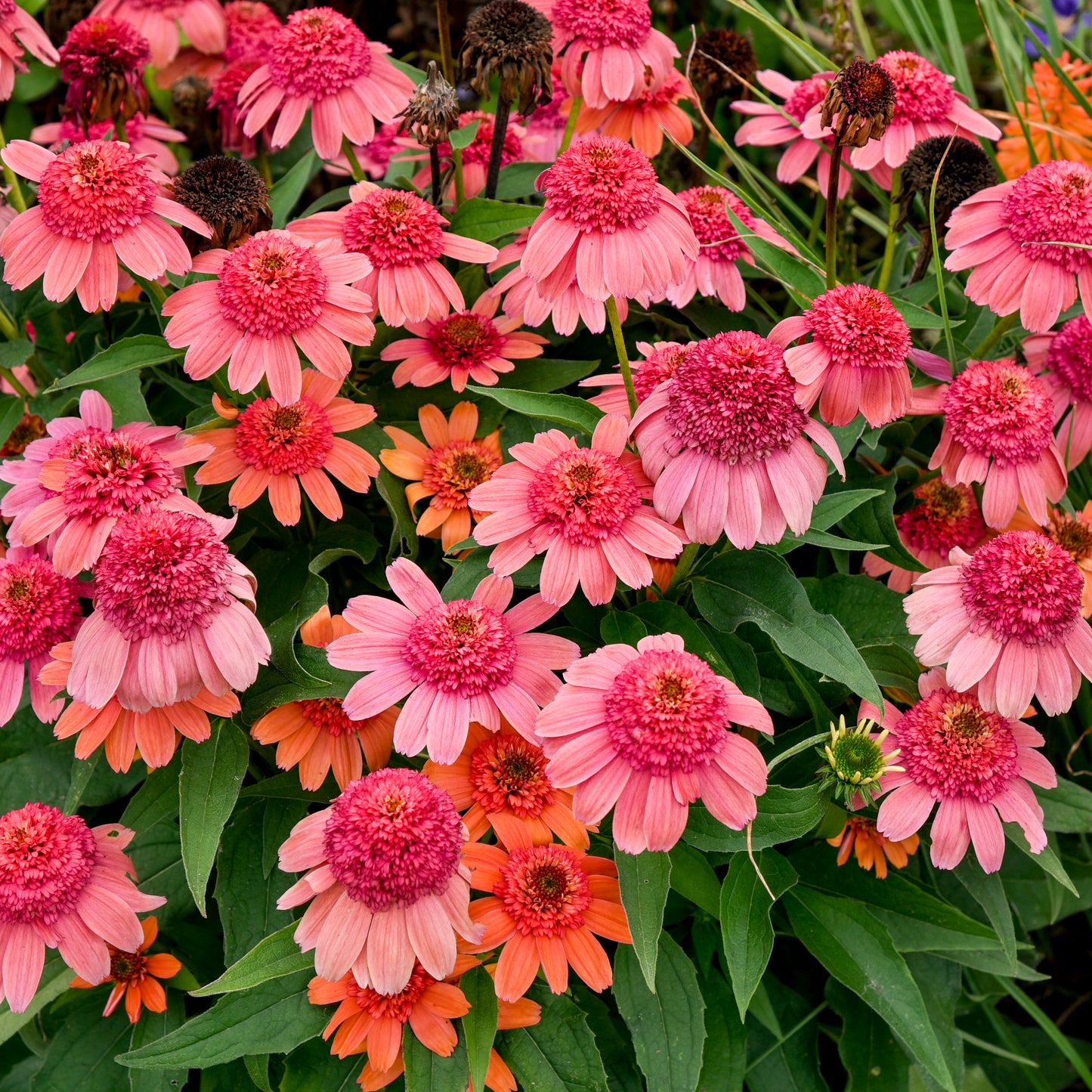 Echinacea-Rainbow Sherbet 1C
