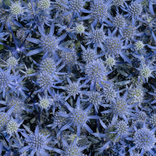 Eryngium-Blue Glitter 1C