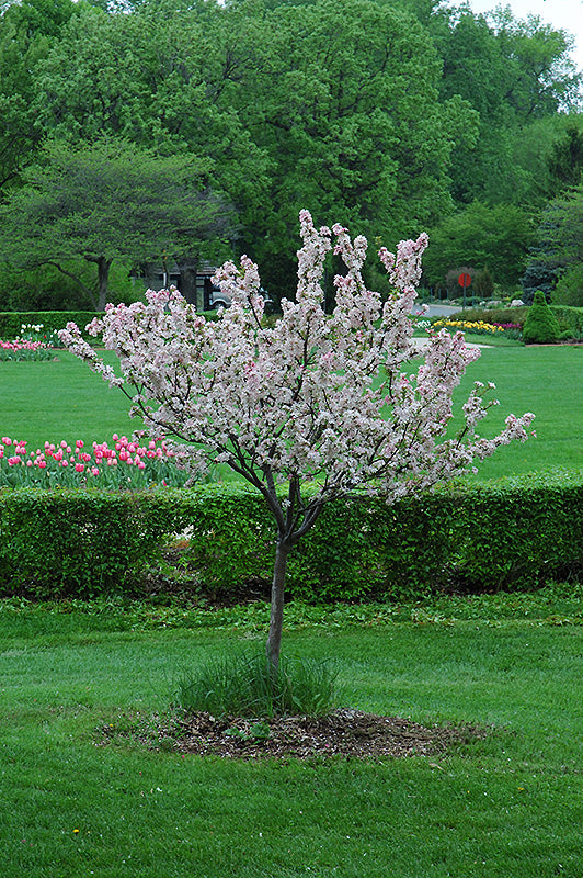 Crab-Coralburst 2.0"BP