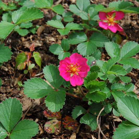 Fragaria-Lipstick 1C