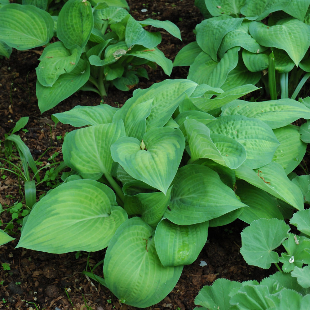 Hosta-Paul's Glory 1C