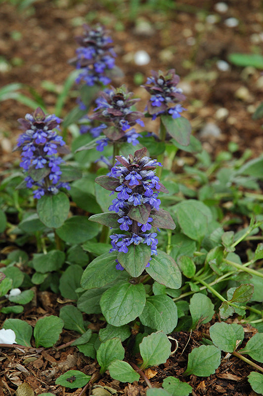 Ajuga-Catlin's Giant 3.5"C
