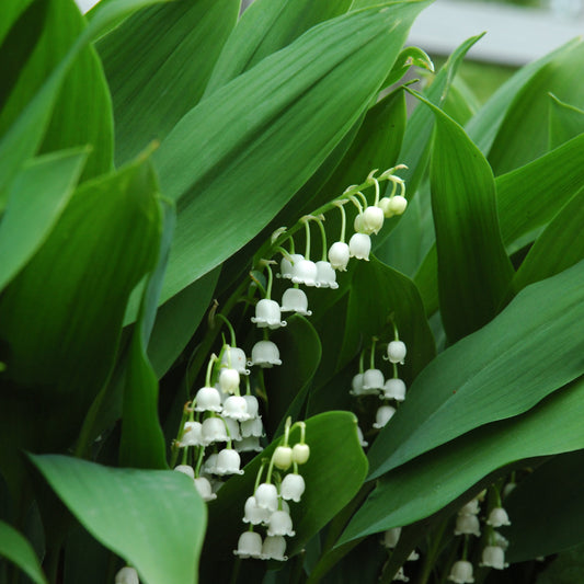 Convallaria-1C