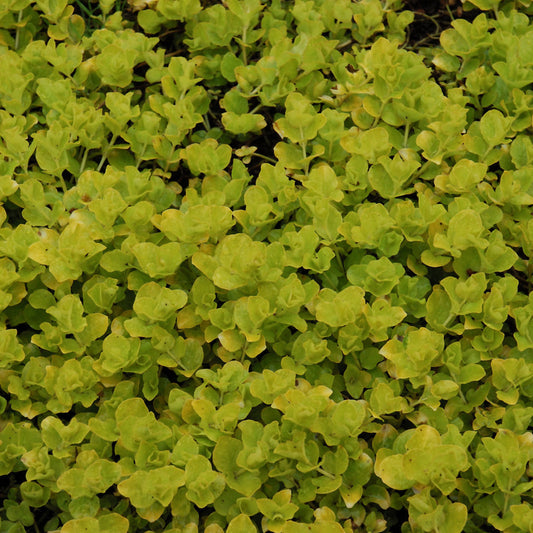 Lysimachia-Gold Creeping Jenny 3.5"C