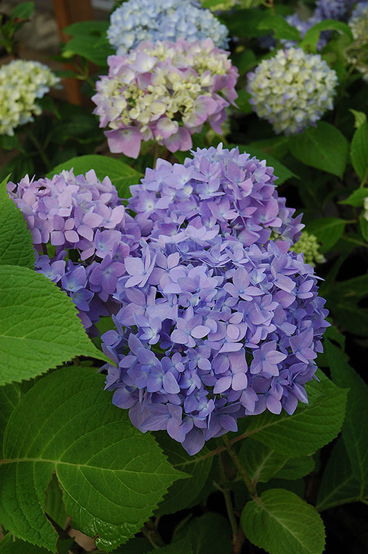 Hydrangea-Endless Summer® 3C