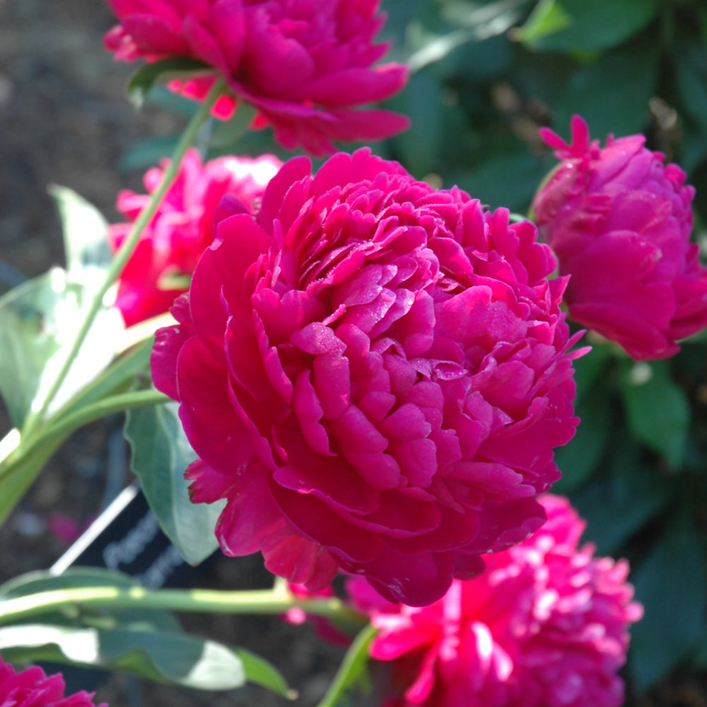 Peony-Paul M. Wild 2C