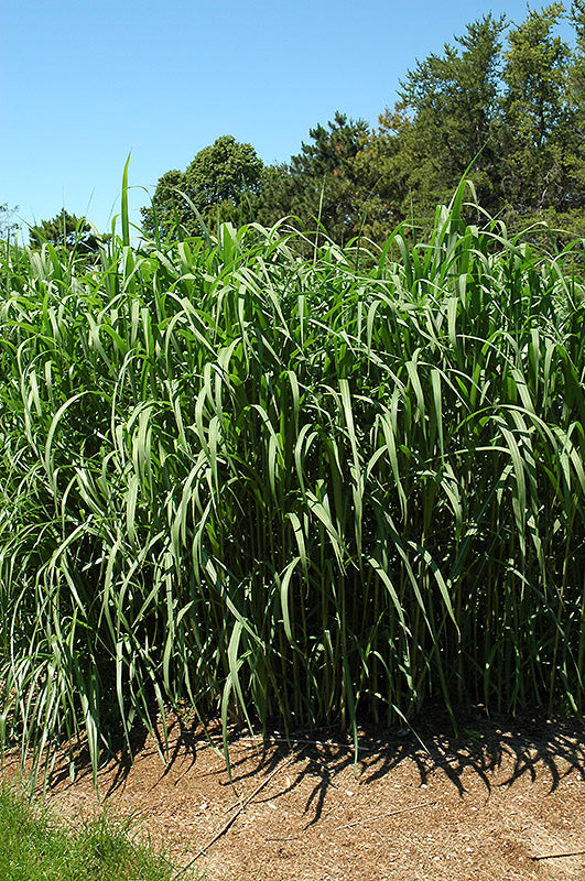 Miscanthus-Giganteus 3C