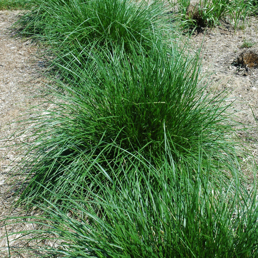 Grass-Tufted Hair 1C