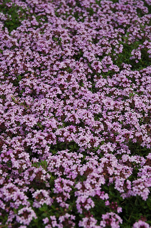 Thymus-Coccineum 3.5"C