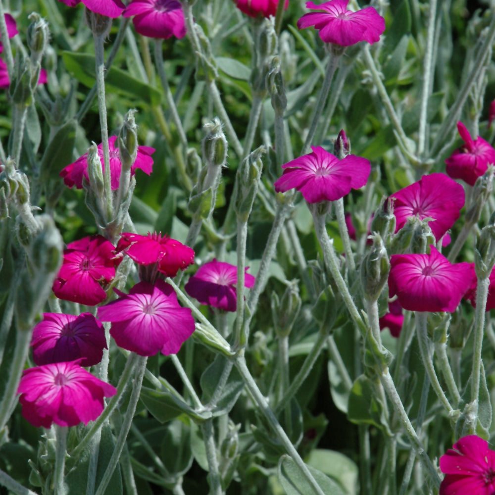 Lychnis-Rozanne 1C