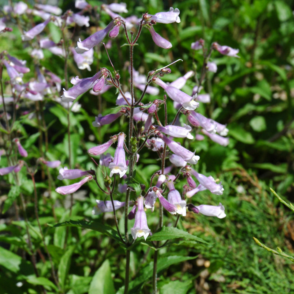 Penstemon-Calycosus 1C