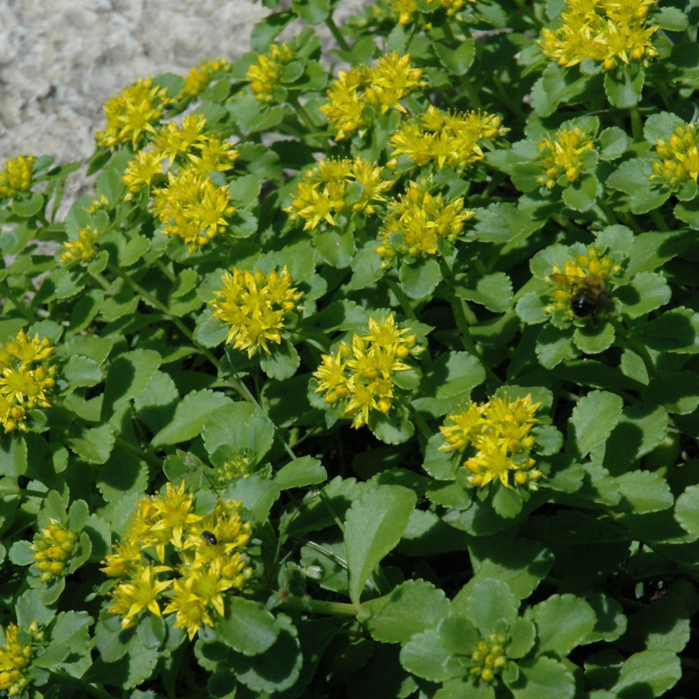 Sedum-Kamtschaticum 2.5"C