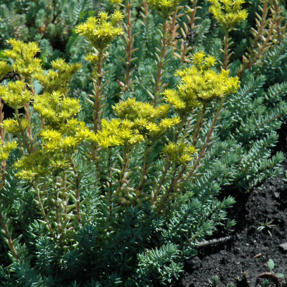 Sedum-Blue Spruce 2.5"C