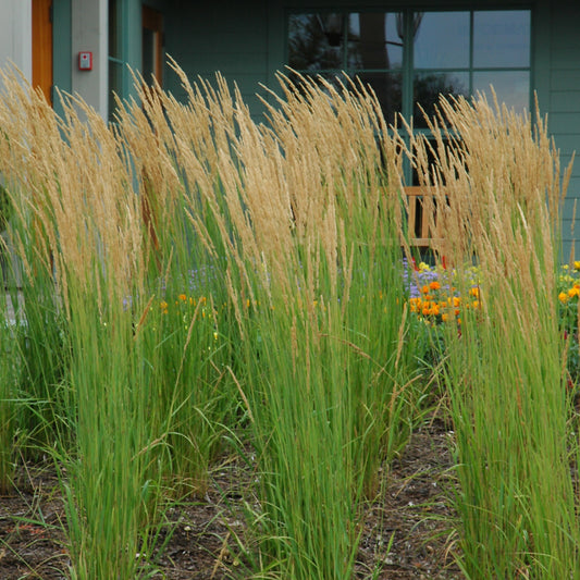 Grass-Karl Foerster 1C