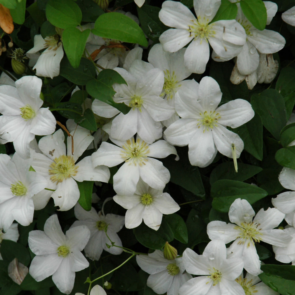 Clematis-Huldine 1C