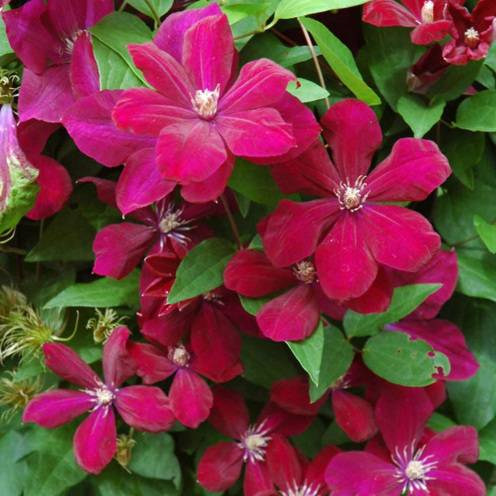 Clematis-Rouge Cardinal 1C