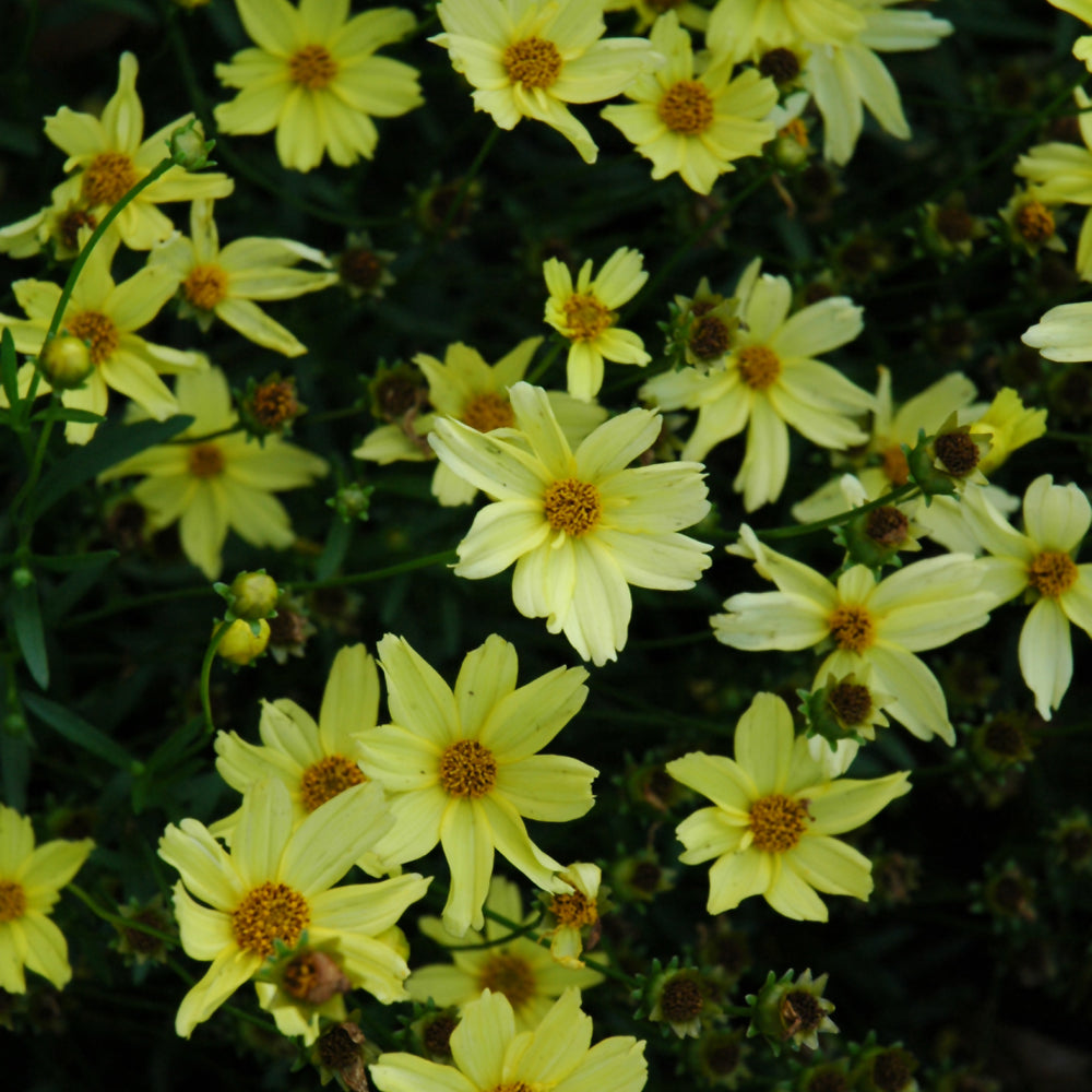 Coreopsis-Creme Brulee 1C