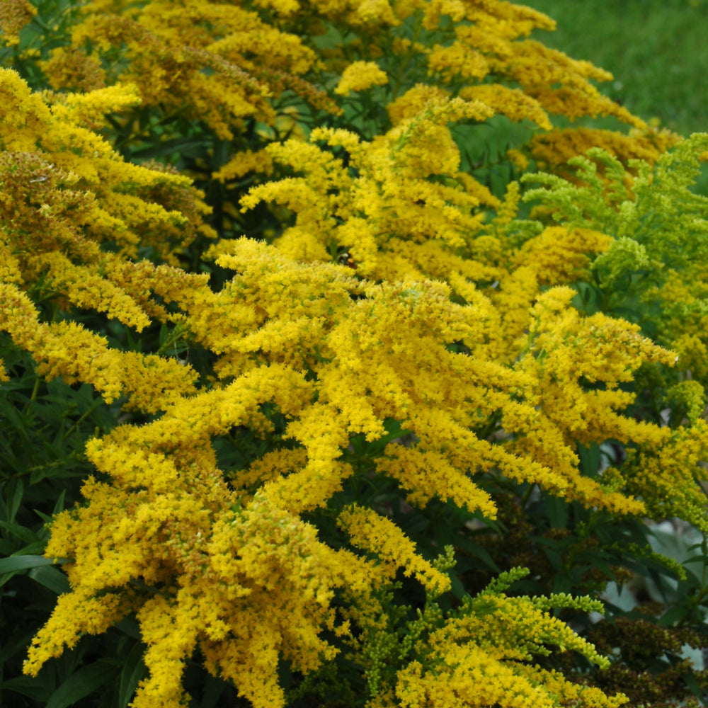 Solidago-Crown of Rays 1C