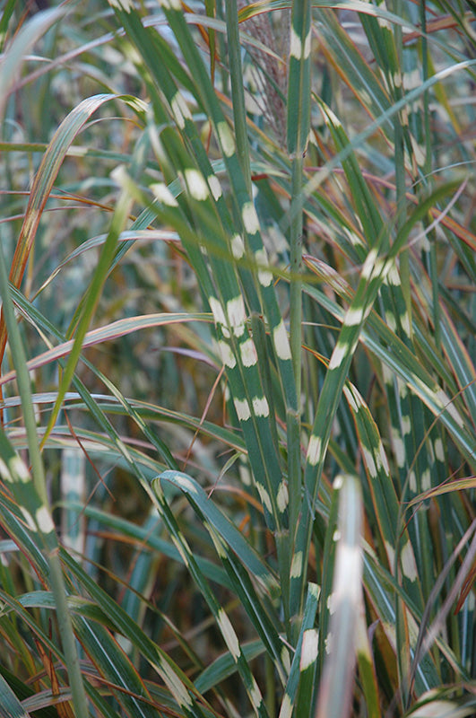 Miscanthus-Zebra 2C