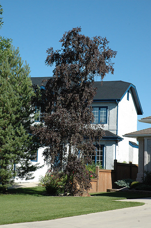 Birch-Royal Frost 10' 25C