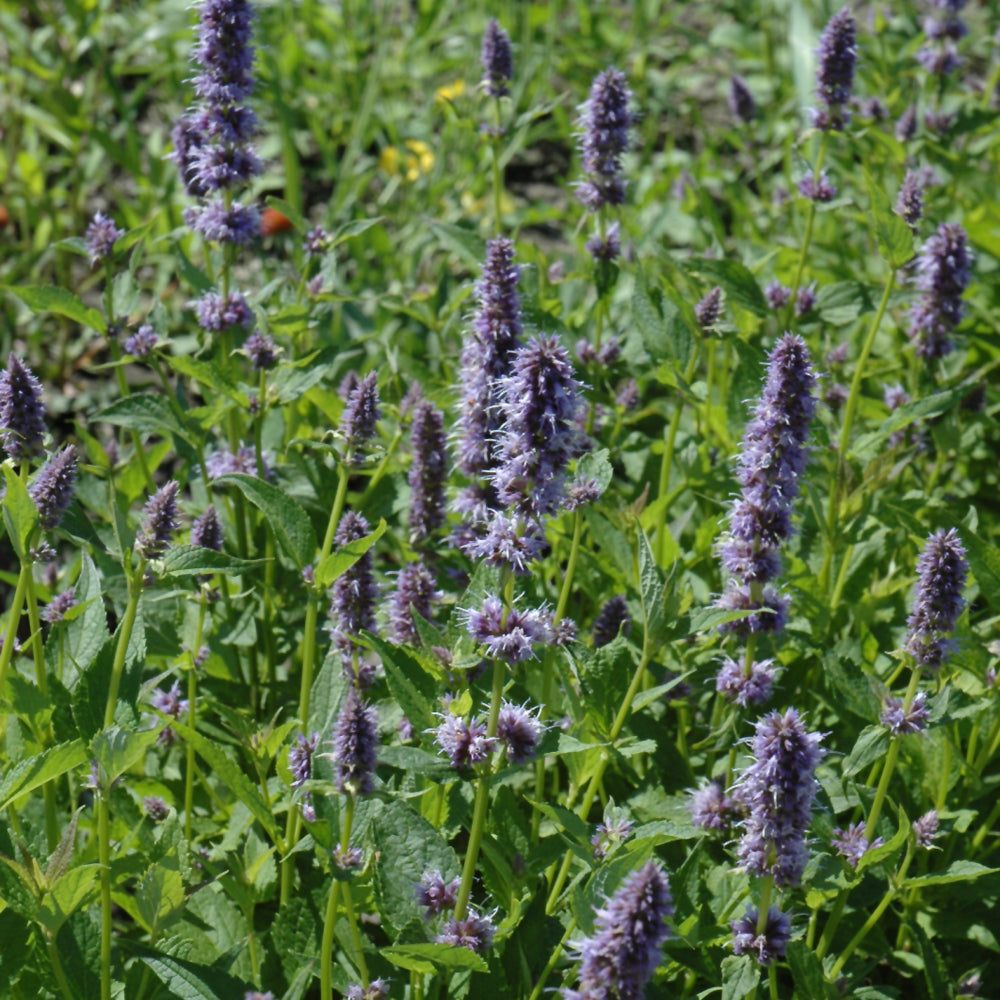Agastache-Foeniculum 1C