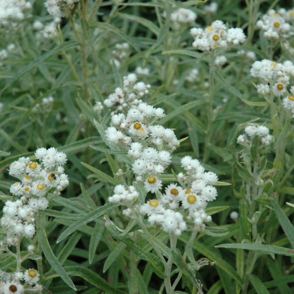 Anaphalis-Margaritacea 1C