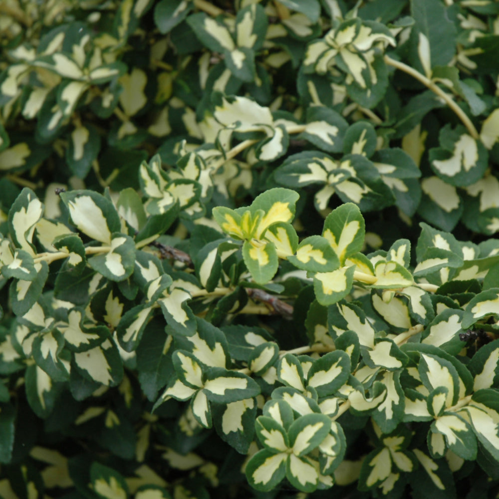 Euonymus-Moonshadow 3C