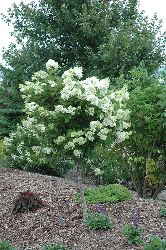 Hydrangea-Pink Diamonds On Standard 10CP