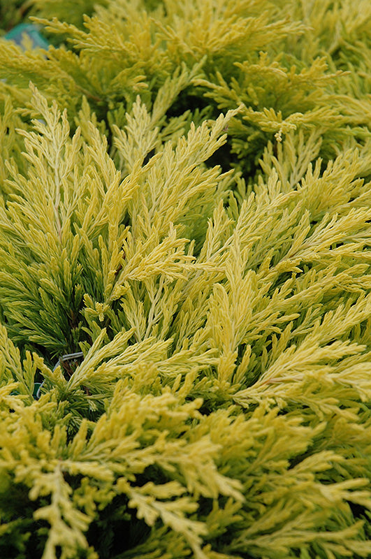 Juniper-Limeglow 3C
