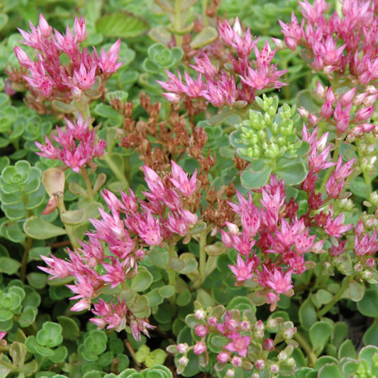 Sedum-John Creech 2.5"C