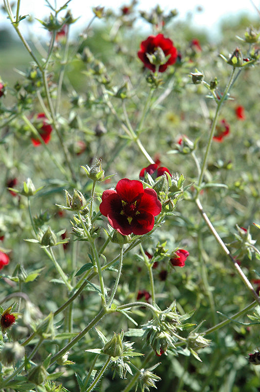 Potentilla-Monarch's Velvet 1C