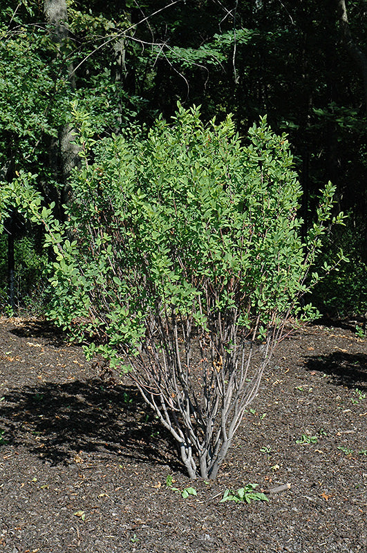 Serviceberry-Rainbow Pillar 5-6'B