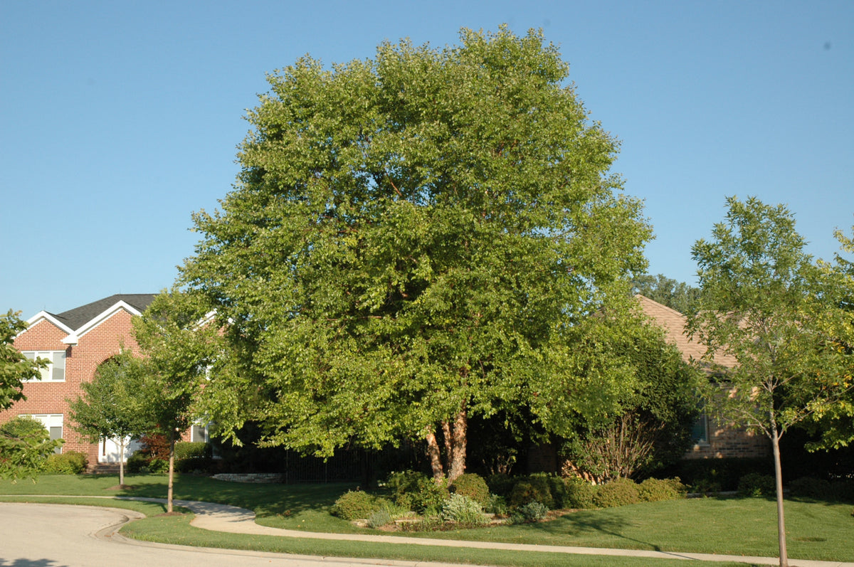 Birch-Heritage River Clump 10'BP