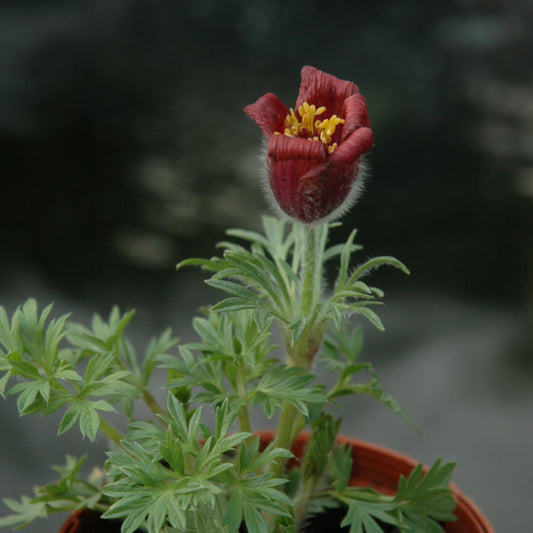Pulsatilla-Red Bells 1C