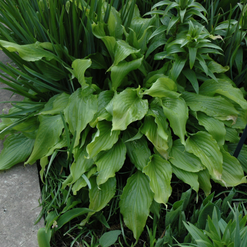 Hosta-Green Fountain 2C