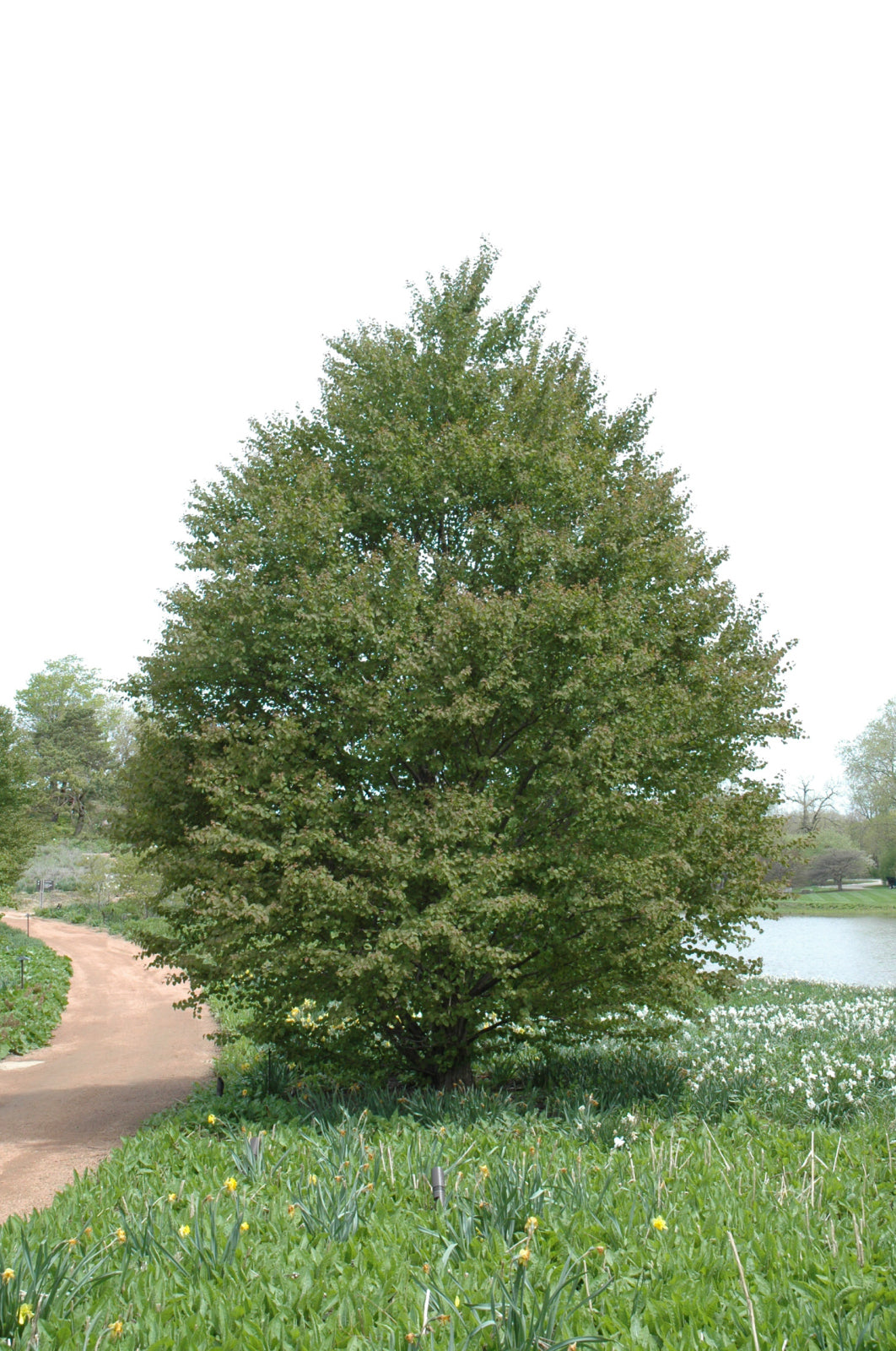Katsura-Tree 15C
