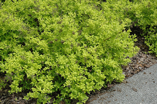 Spirea-White Gold 3C